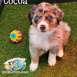 Cocoa - Blue merle Miniature Australian Shepherd puppy in North Carolina from Dirt Road Mini Aussies