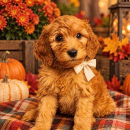 White collar-Girl - Red female Irish Doodle puppy in Madison, Wisconsin from Morningside Doodles