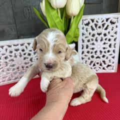 Caramel - Apricot female Pyredoodle puppy in Bowling Green, Ohio from FDF Pyredoodles & Bernedoodles