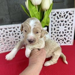 Caramel - Apricot female Pyredoodle puppy in Bowling Green, Ohio from FDF Pyredoodles & Bernedoodles
