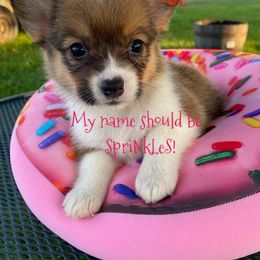 American Corgi and Pembroke Welsh Corgi Puppies from Clover Meadows Farm Corgis