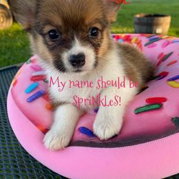 American Corgi and Pembroke Welsh Corgi Puppies from Clover Meadows Farm Corgis