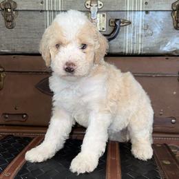 Bernedoodles from Riverside oak farms