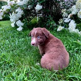 Pea - Red & white female Australian Shepherd puppy in Marshfield, Vermont from Discovery Hill Australian Shepherds