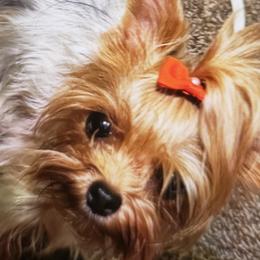 Yorkshire Terriers from Heaven Sent Yorkies