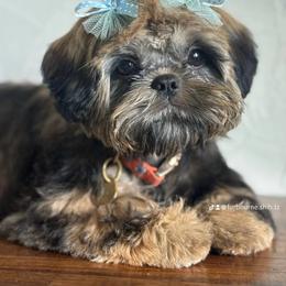 Shih Tzu Puppies from Furbourne Farms