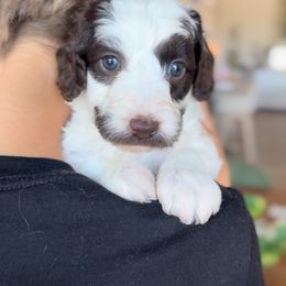 Willy wonka - Parti male Goldendoodle puppy in Gilbert, Arizona from Sunny Doodles