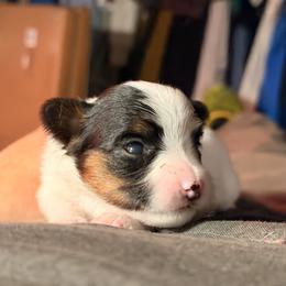 No.1 - White black and tan female Papillon puppy in Stamford, Connecticut from Anton's Papillons