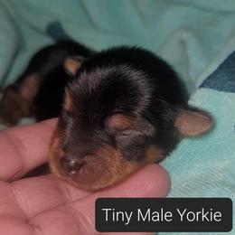 Yorkshire Terrier Puppies from Yorkie Your Soulmate Puppy