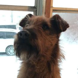 Elly - Irish Terrier
