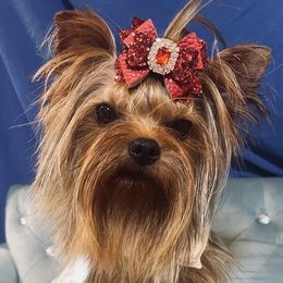 CAPRI - Yorkshire Terrier