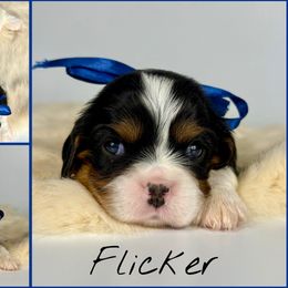 Flicker - Tri-color male Cavalier King Charles Spaniel puppy in De Pere, Wisconsin from Rose Garden Kennels