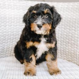 JJ - male Australian Mountain Doodle puppy in Spanish Fork, Utah from K Brand Doodles
