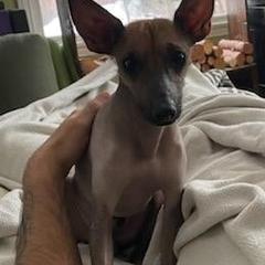 Cavalier King Charles Spaniel, Cocker Spaniel, and Xoloitzcuintli All Grown Up from Shasta Spots and Solids