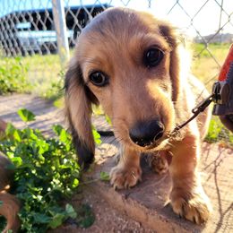 Dachshund Puppies from Harris Hugs and Wiener Wiggles
