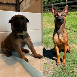 Saga (green) sold - female Belgian Malinois puppy in Dewy Rose, Georgia from Rolling G Kennels