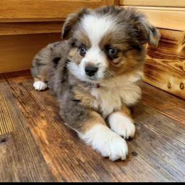 Toy Australian Shepherd Puppies from A&W Toy Aussies & Corgis