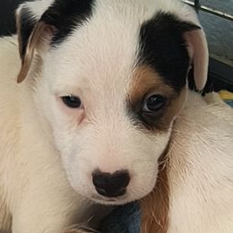 Jack Russell Terrier Puppies from Mischief Managed Jack Russell Terriers