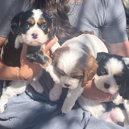 Cavalier King Charles Spaniels from Whispering Pines Cavaliers