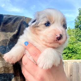Wilma - Blue merle female Australian Shepherd puppy in Ashland, Ohio from SS Australian Shepherds