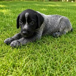 Yellow Collar - Black roan male German Shorthaired Pointer puppy in Axtell, Texas from Texas German Shorthaired Pointers