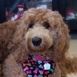 Ruby - Goldendoodle