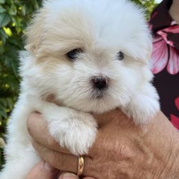 Cotons de Tulear from White Galaxy's Cotons
