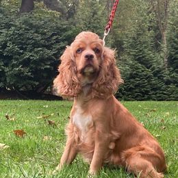 Penny - Cocker Spaniel
