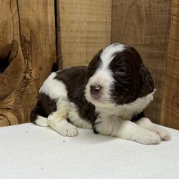 Boy 1 - Brown and white male Aussiedoodle puppy in Lavonia, Georgia from H & A Kennels