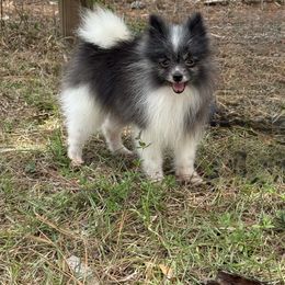 Tiny Luke Russia - Black parti Pomeranian puppy in Naples, Florida from 🤎 Gigi’s Yorkie For Life 🐶