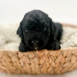 Lindt - Black male Goldendoodle puppy in North Carolina from Tuxedo Mountain Doodles