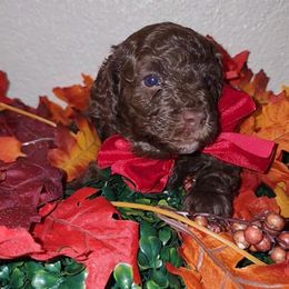RUDIE - Brown male Maltipoo puppy in Palmdale, California from J Designer Puppies