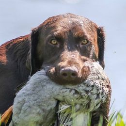 Harley - Labrador Retriever