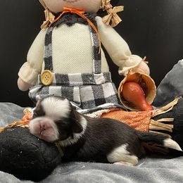 Dolly - Tricolor female Shih Tzu puppy in Monterey, Tennessee from Mountain Laurel Shihtzu