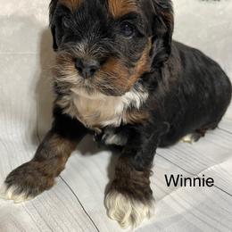Winnie - Black white and tan female Cockapoo puppy in Lebanon, Missouri from Cobbs Creek Canines