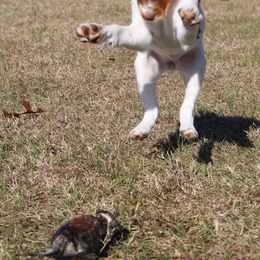 Brittany Puppies from Jenvy Brittanys