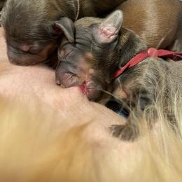 Burgundy - Red female Dachshund puppy in Federal Way, Washington from TopTeckel Kennels