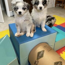 Australian Shepherd Puppies from Highland Haven Australian Shepherds