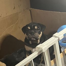 Dante - Black tri-color male Bulldog puppy in Las Vegas, Nevada from BH Bulldogs