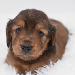 Sven-AKC Import Lines - Red male Dachshund puppy in Coweta, Oklahoma from Sunnyside Dachshunds