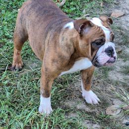 Vivian - Bulldog