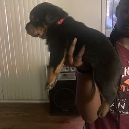Rottweiler Puppies from Rottweiler Land