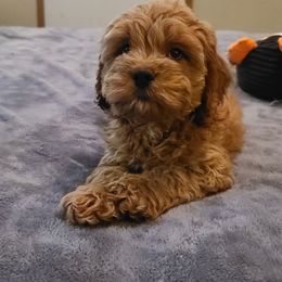 Assorted Doodle Crosses, Cavapoo, Cockapoo, and Poodle Puppies from Doodles by Tatum