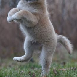 Icelandic Sheepdog Puppies from Valhalla Icelandic Sheepdogs