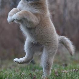Icelandic Sheepdog Puppies from Valhalla Icelandic Sheepdogs