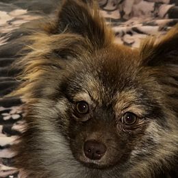 Seraphina - Pomeranian