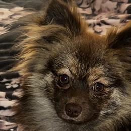 Seraphina - Pomeranian