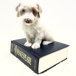 Clyde - Chalk male Australian Labradoodle puppy in Avon, Indiana from Forever Friends Labradoodles