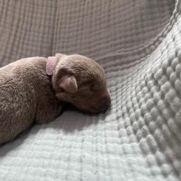 Lavendar collar - Silver female Dilute Retriever puppy in Valley Center, California from Stunning Silver Bullets Labradors