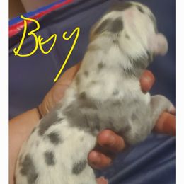 Great Dane Puppies from Titans Legacy Danes